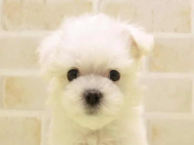 神奈川県のマルチーズ (ペッツワン三浦店/2025年3月24日生まれ/男の子/ホワイト)の子犬